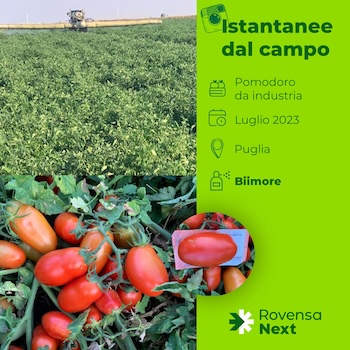 istantanee-dal-campo-2-piante-colture-pomodori-da-industria-fonte-rovensa-next-redazionale-maggio2024-300x300.jpeg